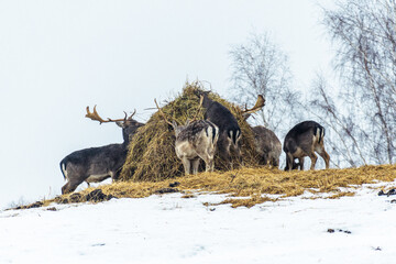 Fototapeta na wymiar Group of beautiful young and adult red deer grazing near a bale of hay in a field with snow, dry grass and moss in a cold winter day