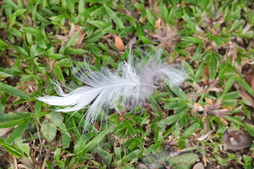 white feather on the grass ground