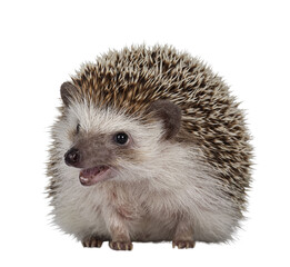 Adult male Four toed Hedgehog aka Atelerix albiventris. Sitting facing front, mouth open. Isolated cutout on transparent background.
