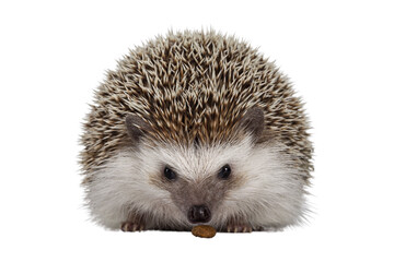 Adult male Four toed Hedgehog aka Atelerix albiventris. Sitting facing front eating cat kibble....