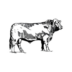 Illustration of a cow on a white background