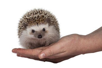 Adult male Fout toed Hedgehog aka Atelerix albiventris. Sitting facing front on huma hand. Isolated cutout on transparent background.