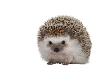 Adult male Four toed Hedgehog aka Atelerix albiventris. Sitting facing front. Isolated cutout on transparent background.