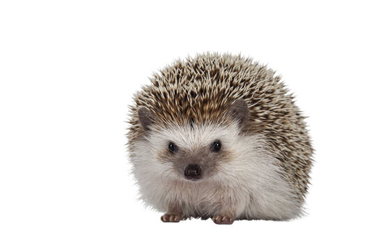 Adult male Four toed Hedgehog aka Atelerix albiventris. Sitting facing front. Isolated cutout on transparent background.