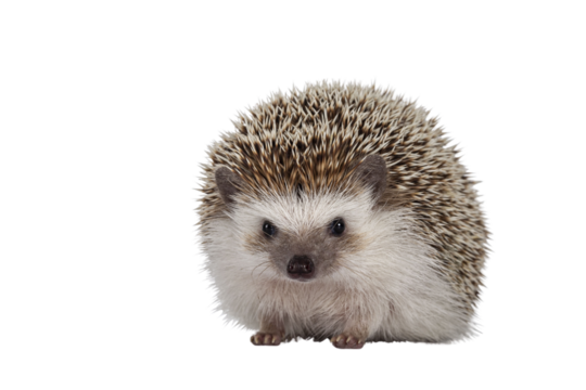 Adult male Four toed Hedgehog aka Atelerix albiventris. Sitting facing front. Isolated cutout on transparent background.