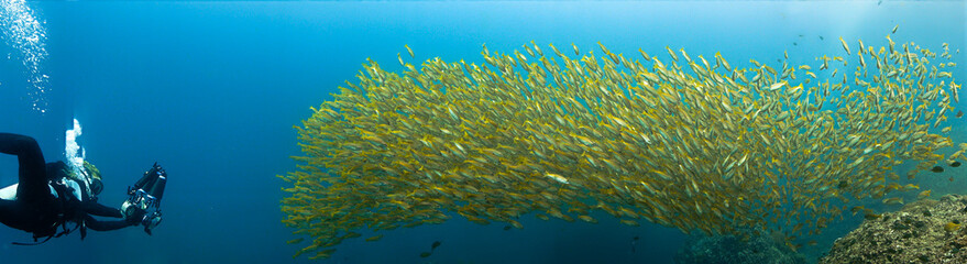 Fototapeta na wymiar Underwater panoramic photo of schools of fish and a photographer 