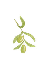 Olive branch. Watercolor Branch with Olives. Green Olives on Branch Isolated on White Background.