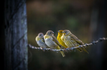 birds, nature, 3 birds, blur 