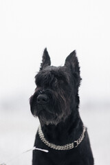 Portrait of a big black dog giant schnauzer breed in a field in winter. Close up 