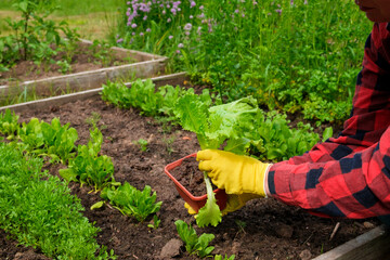Fototapeta premium Hand of gardener seedling young vegetable plant in the fertile soil. Woman's hands in yellow gloves and red shirt is gardening. Female farmer planting peppers in the ground. Organic Cultivation