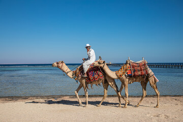 A Bedouin rides a camel along the seashore. Two camels. Sunny summer day. Sandy beach. Blue sky.