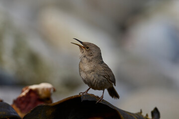Cobb's Wren (Troglodytes cobbi) calling on the coast of Carcass Island in the Falkland Islands
