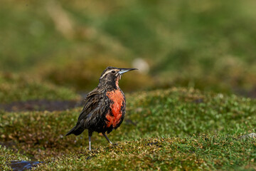 Long-tailed Meadowlark (Sturnella loyca falklandica) bathing in a small stream on Carcass Island in the Falkland Islands