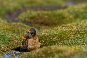 Falkland Thrush (Turdud falcklandii falcklandii) bathing in a small stream on Carcass Island in the Falkland Islands