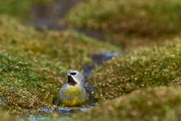 Male Black-throated Finch (Melanodera melanodera melanodera) bathiung in a small stream on Carcass Island in the Falkland Islands.