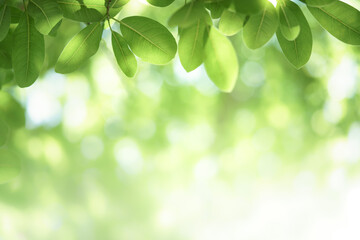 Closeup beautiful view of nature green leaf on greenery blurred background with sunlight and copy space. It is use for natural ecology summer background and fresh wallpaper concept.