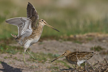 Magellanic Snipe (Gallinago paraguaiae magellanica) interacting during the spring breeding season on Carcass Island in the Falkland Islands