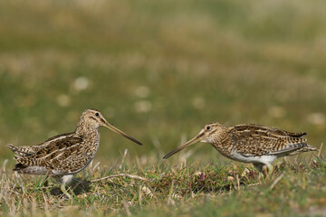 Magellanic Snipe (Gallinago paraguaiae magellanica) interacting during the spring breeding season on Carcass Island in the Falkland Islands