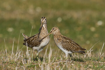 Magellanic Snipe (Gallinago paraguaiae magellanica) interacting during the spring breeding season...