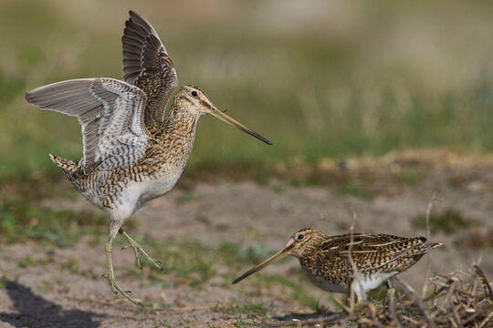 Magellanic Snipe (Gallinago paraguaiae magellanica) interacting during the spring breeding season on Carcass Island in the Falkland Islands
