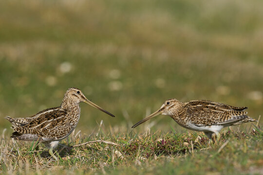 Magellanic Snipe (Gallinago paraguaiae magellanica) interacting during the spring breeding season on Carcass Island in the Falkland Islands