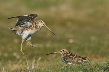 Magellanic Snipe (Gallinago paraguaiae magellanica) interacting during the spring breeding season on Carcass Island in the Falkland Islands