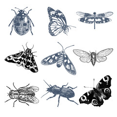 bugs, bug, vector, butterfly, insect, ant, beetle, nature, fly, silhouette, collection, animal, mosquito, spider, illustration, insects, bee, set, pest, seamless, animals, cockroach, ladybug, wing, la