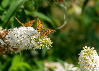 butterfly in nature, in summer on a meadow