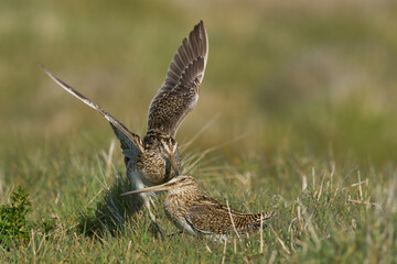 Magellanic Snipe (Gallinago paraguaiae magellanica) interacting during the spring breeding season on Carcass Island in the Falkland Islands