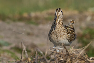 Magellanic Snipe (Gallinago paraguaiae magellanica) looking for food on Carcass Island in the Falkland Islands.