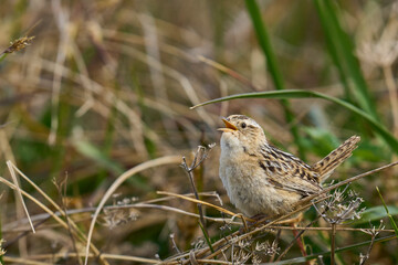 Grass Wren (Cistothorus platensis falklandicus) calling on the coast of Sea Lion Island in the...