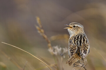 Grass Wren (Cistothorus platensis falklandicus) calling on the coast of Sea Lion Island in the Falkland Islands