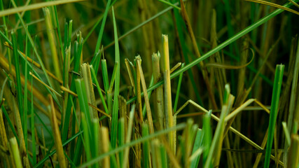 Ripe pomegranate fruits on the branches of trees in the garden rows of pomegranate trees with ripe fruits on the branches in a garden Ripe pomegranate fruit on tree branch pomegranate on the tree. Ros
