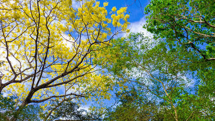 leaves, flowers and blue sky