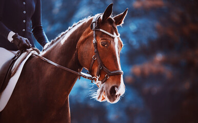 Obraz premium Portrait of a beautiful bay horse on a background of blue foliage on a summer day. Equestrian sports and horse riding. Equestrian life.
