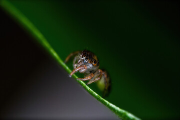 깡충거미의 새끼, spiderling, jumping spider	