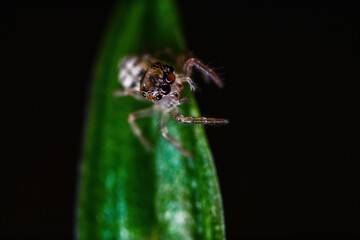 깡충거미의 새끼, spiderling, jumping spider	