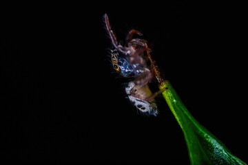 깡충거미의 새끼, spiderling, jumping spider	