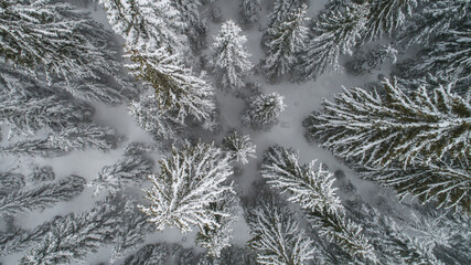 Top shot aerial drone snow covered pine branches