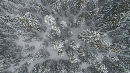 top shot snow covered branches ov pine trees