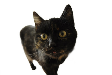 Cat without background © Monika