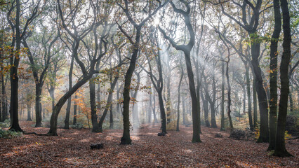 Autumn woodland in the morning