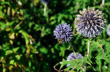 Giant Onion (Allium Giganteum) blooming in a garden