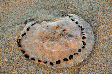Jellyfish on the sand beach in Ireland