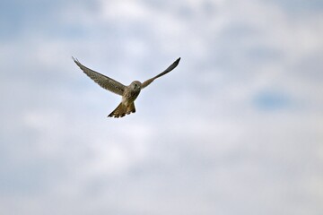 himmel, bird, fliegen, blau, wild lebende tiere, natur, tier, wild, falco, flügel, meer, greifvogel