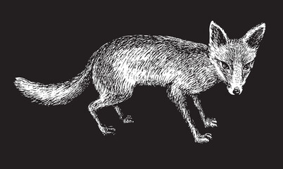 vector, realistic hand drawn sketch drawing of predator fox