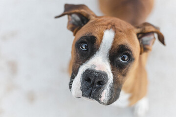 beautiful boxer dog portrait on green meadow