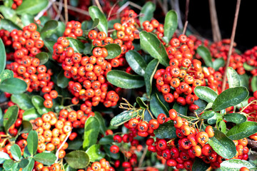 Pyracantha red berries in autumn, selective focus.Pyracantha; decorative garden bush with bright red berries.