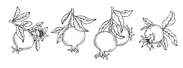 Set of linear sketches of pomegranate branches and fruits.Vector graphics.