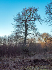 Bare tree in a frosty landscape with a blue sky